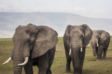 The beauty of Africa
