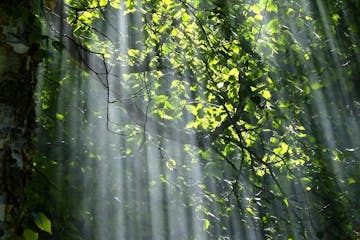 Dancing in the Sunlight