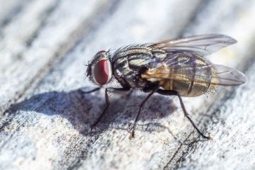 Fly