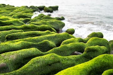 Riotous Ocean