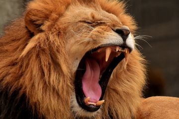 Rise and Roar