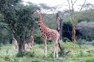 Stand Tall
