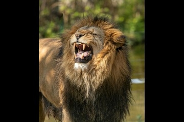 The Lion in you