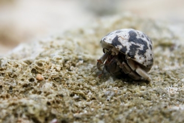 Crab evacuating Shell