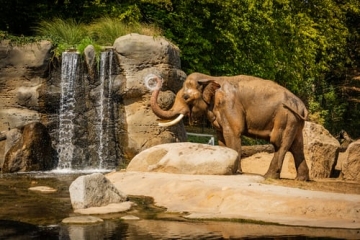 Elephant moonwalking