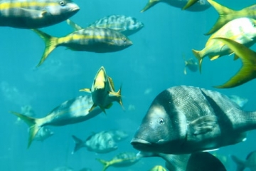 Fish Attacking a Gopro