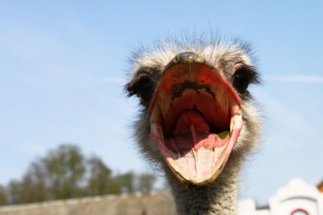 Ostrich close view In Mauritius