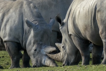 Rhinos in Nairobi national park