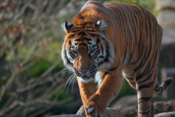Trapped in a bus with tigers all around