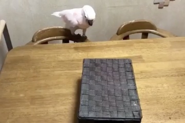 Videos - Funny Animals 2