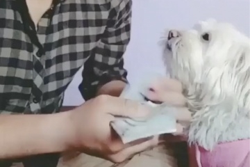 Videos - Funny animals