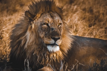 Lion shot with tranquillizer bullet