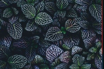 Wallpaper 3